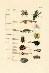 Krustentiere